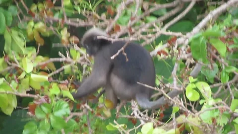 Wild Spectacled Langur Dusky Leaf Monkey Thailand Beach Monkey 動画素材 86716891