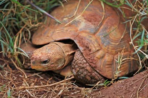 A WILD Speke's hinge-back tortoise Emerges from its Burrow in Kenya, Africa. Stock Photos