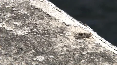 Wild Spider 스톡 동영상 1088333