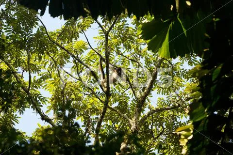 Wild Spider Monkey In Amazon Jungle Yasuni National Park Ecuador Stock Photos