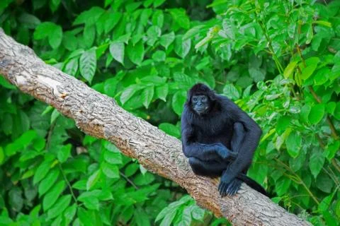 Wild Spider Monkey Stock Photos