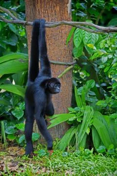 Wild Spider Monkey Stock Photos