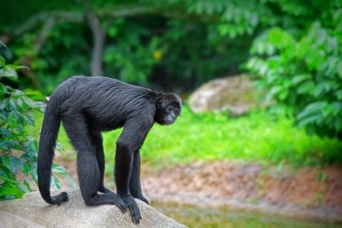 Wild Spider Monkey Stock Photos
