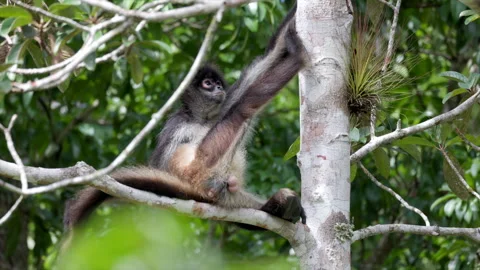Wild Spider Monkey Rainforest tropical scratching testicles relaxed jungle 動画素材 327399843