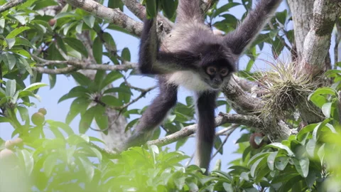 Wild Spider Monkey tail hanging Rainforest tropical scratching relaxed jungle Stock Footage 327400046