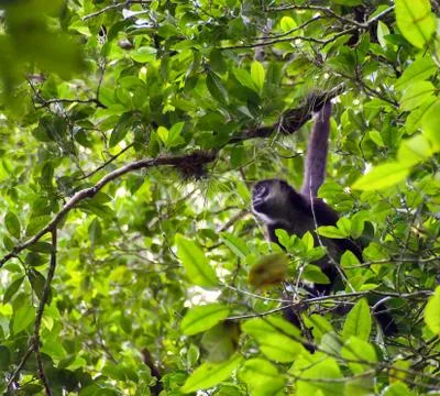 Wild Spider Monkey in a tree Stock Photos