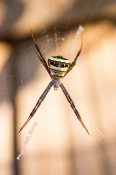 Wild Spider Stock Photos