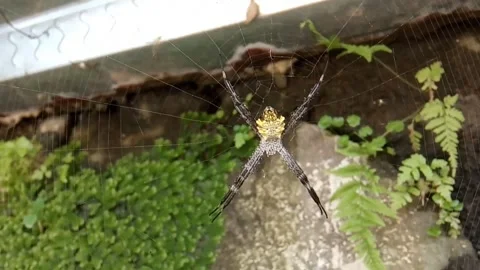 Wild Spider &amp; son Stock Footage 263803405