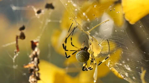 Wild Spider on spider web named Horang spider in south korea 库存影片 162636011