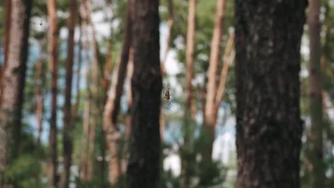 Wild Spider Spinning Web Between Trees in Forest 스톡 동영상 326467493