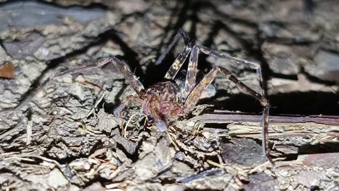Wild Spider Surviving After Losing Several Legs – Macro Footage Видео 332923140