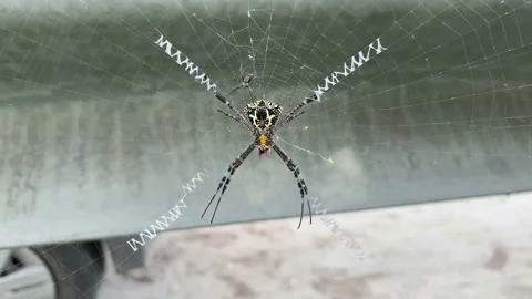 Wild spider on the web, spider on net, spider web Video stock 167696823