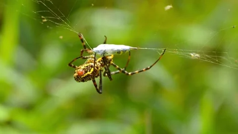 Wild spider wrapping insect prey in silk 库存影片 334517104