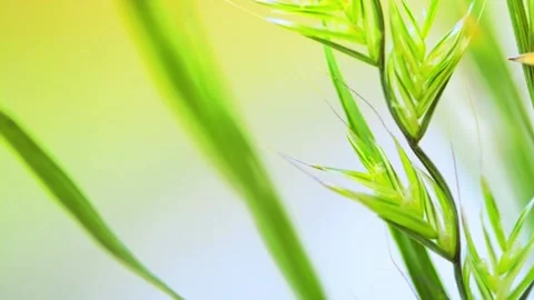 Wild spike 库存影片 95563073