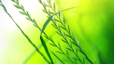 Wild spike Stock-Footage 95563074