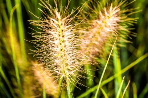 Wild spike grass Stock Photos