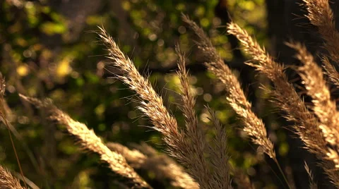Wild spike, wild ear moving in the wind Stock Footage 56913503
