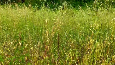 Wild spikelets in the field. Stock Footage 310170263