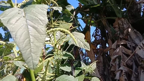 Wild spinach against a clear sky. Video stock 338334724