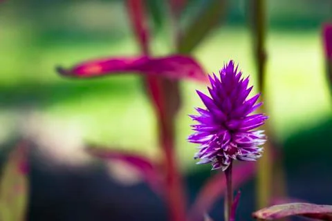 Wild Spinach Flower Stock Photos