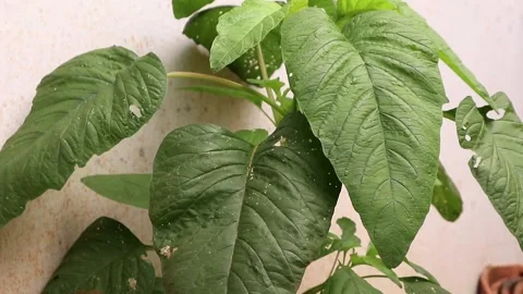 Wild spinach Stock Footage 237038494