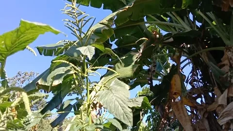 Wild spinach grows well in the open. 스톡 동영상 338334919