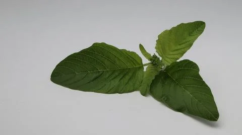 Wild spinach on isolate white background Stock Photos