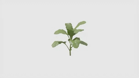 Wild spinach - Loop Alpha HD ProRes Stock Footage 328024947