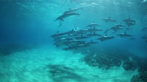 Wild Spinner Dolphins Underwater Stock Footage