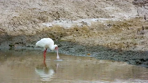 A wild Spoonbill bird feeds in Botswana, Africa. Stock Footage 44117662