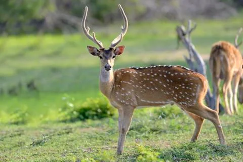 Wild Spotted deer Stock Photos