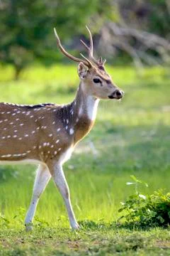 Wild Spotted deer Stock-Fotos
