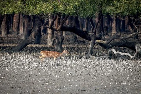 Wild spotted deer. Stock Photos