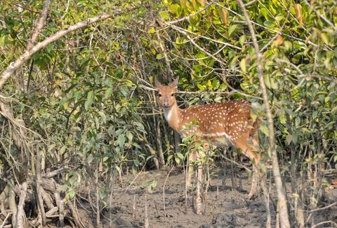 Wild spotted deer. Stock Photos