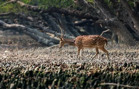 Wild spotted deer(Male). Stock Photos