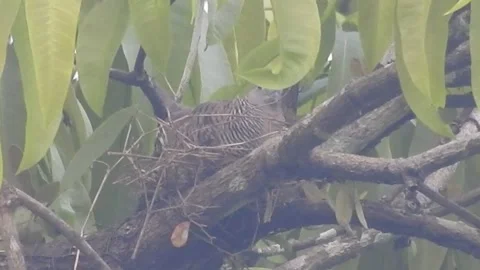Wild Spotted Dove Nesting on Mango Tree – Natural Egg Incubation Moment Stock Footage 308474682