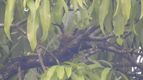 Wild Spotted Dove Nesting on Mango Tree – Natural Egg Incubation Moment Stock Footage 308564028