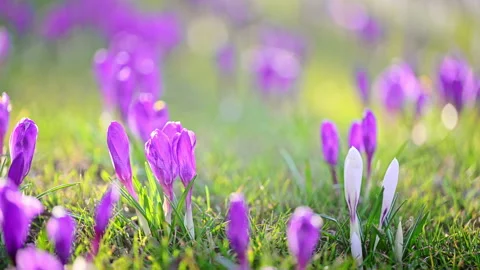 Wild spring crocus flowers blooming in forest glade, cinematic sunlight Stock Footage 326056474