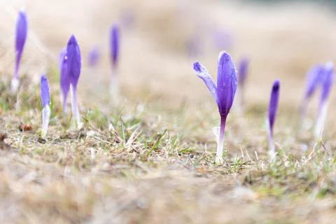 Wild spring crocus flowers with blurry background Stock Photos