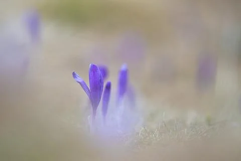 Wild spring crocus flowers with blurry background Stock Photos