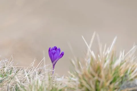 Wild spring crocus flowers with blurry background Stock Photos