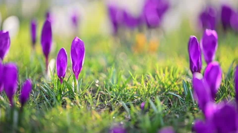 Wild spring crocuses blooming in forest meadow, calm sunny atmosphere Stock Footage 325995665