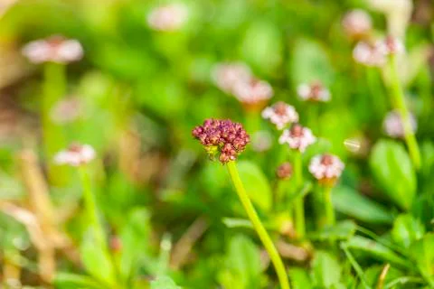 Wild Spring Flower Stock Photos