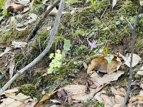Wild Spring Flowers in Forest Floor. Stock Photos