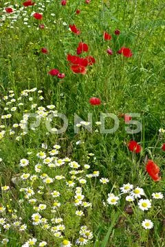 Wild spring flowers Stock Photos