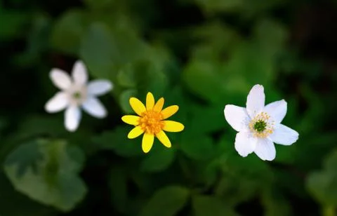 Wild spring flowers Stock Photos