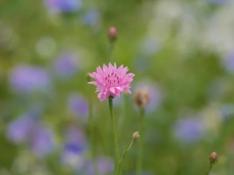 Wild spring flowers Stock Photos