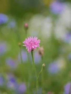 Wild spring flowers Stock Photos