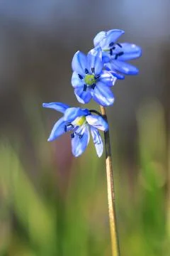 Wild spring flowers 스톡 사진