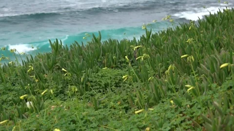 Wild spring flowers on turquoise ocean waves background. Stock-Footage 140210438